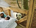 Ferienhaus mit Hund: Waldpark Lukas und Cornelius