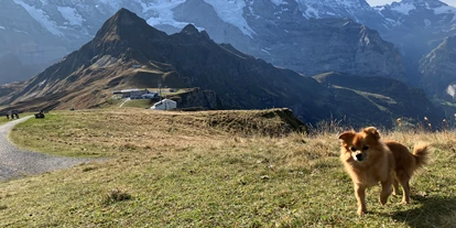 Hundehotel - WLAN - Saanenmöser - Swiss Lodge Hotel Bernerhof