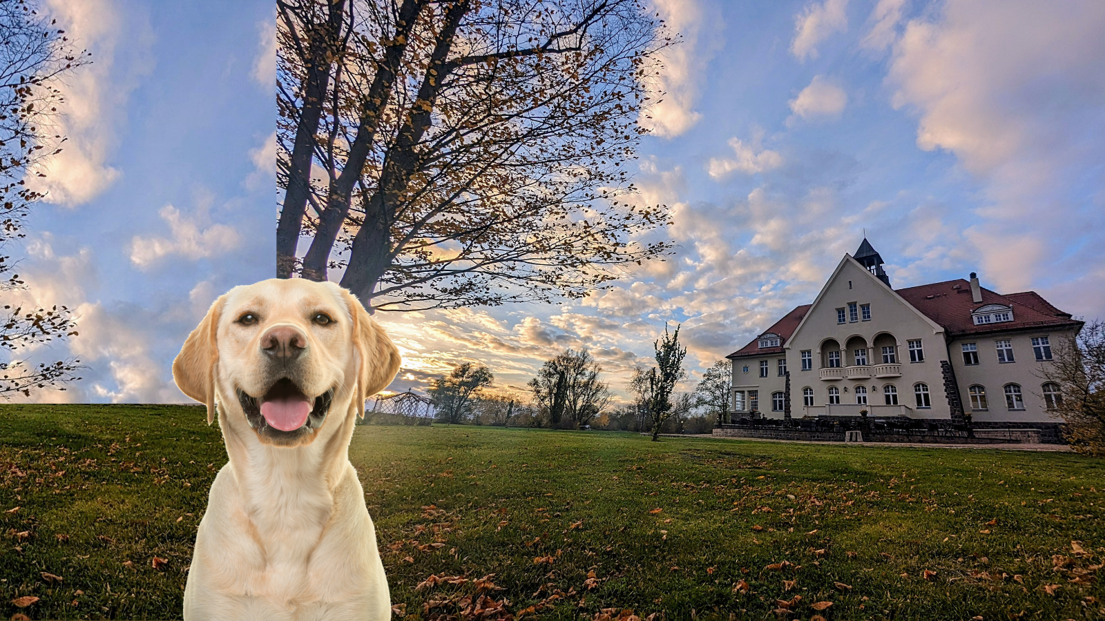 Hundehotel - Mecklenburg-Vorpommern - Hund im Schlosspark - Schloss Krugsdorf Hotel & Erlebnisse