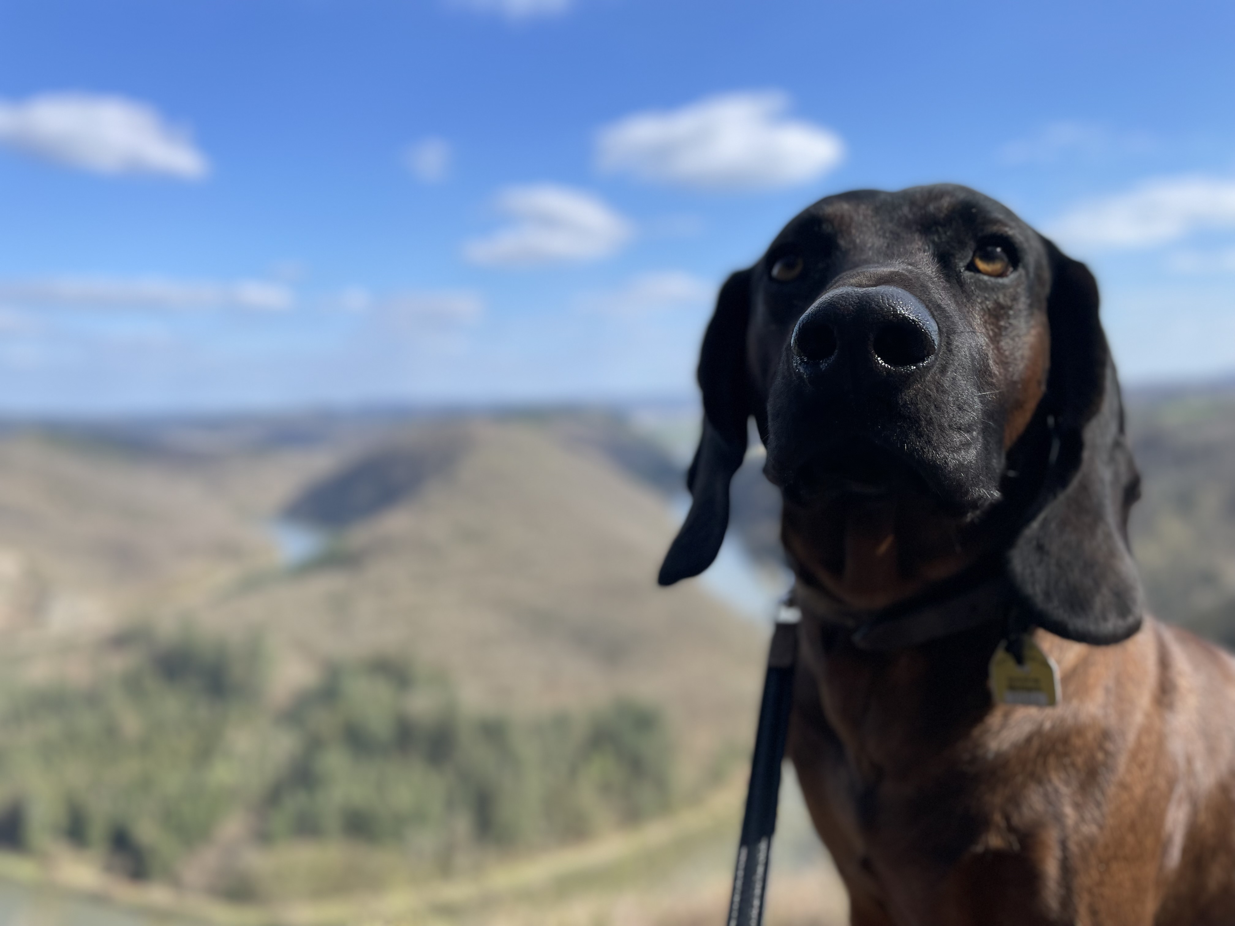 Ferienhaus mit Hund: Feriendomizil Im Saarschleifenland  (Camille Ollinger )