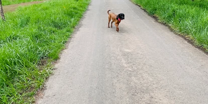 Hundehotel - Whirlpool - Mettlach - Feriendomizil Im Saarschleifenland  (Camille Ollinger )