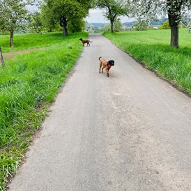 Ferienhaus mit Hund: Feriendomizil Im Saarschleifenland  (Camille Ollinger )