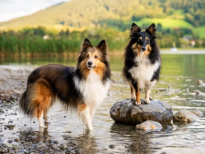 Hundehotel - Mariastein (Mariastein) - Hund - Schnitzer´s Dahoam