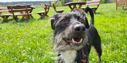 Hundehotel - Doggies: 3 Doggies - Hotel Sonnenschein