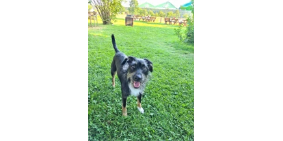 Hundehotel - Doggies: 3 Doggies - Hotel Sonnenschein