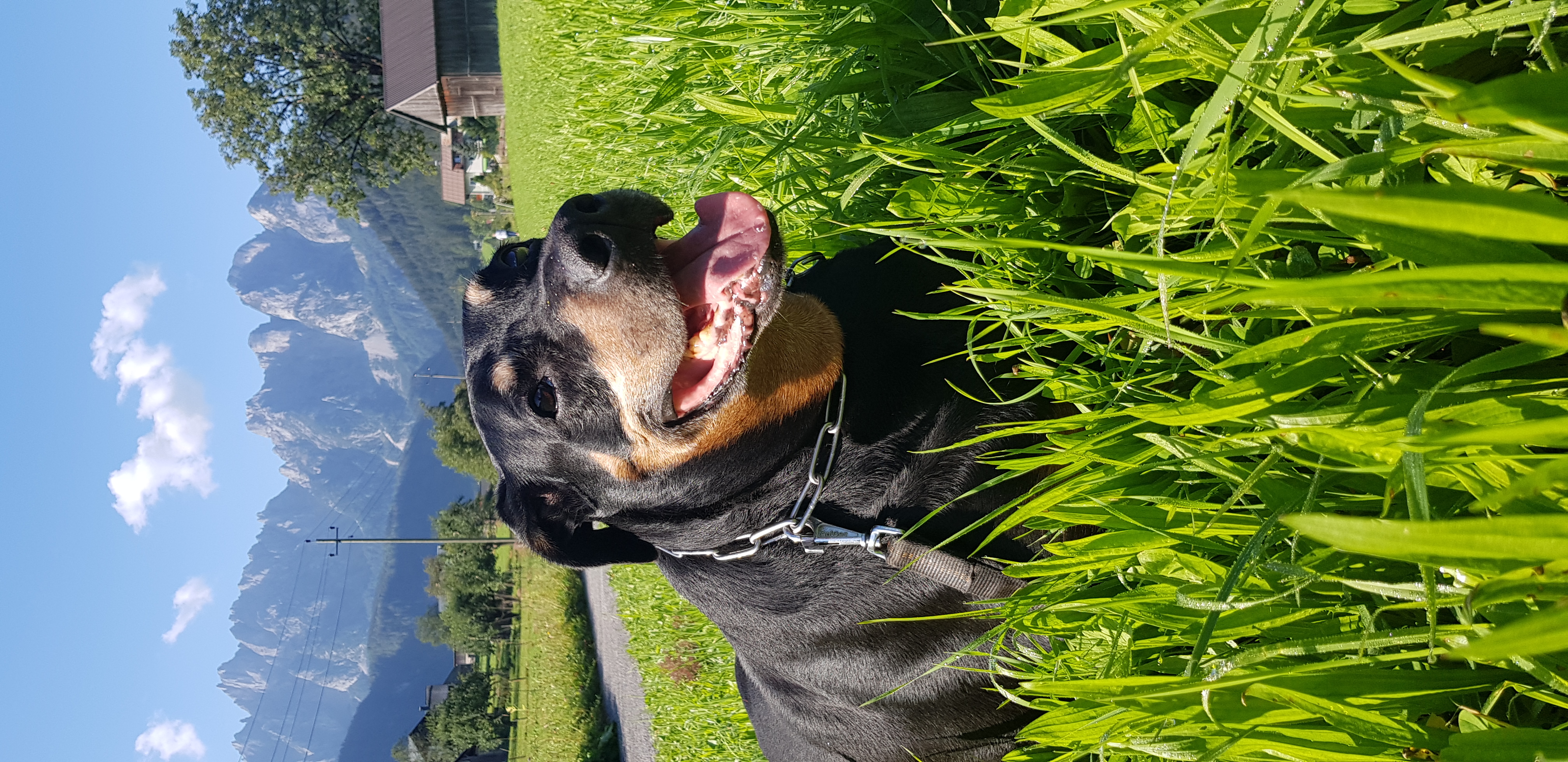 Ferienhaus mit Hund: Max auf Sommerfrische - apartments gosaukamm.com