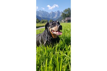 Ferienhaus mit Hund: Max auf Sommerfrische - apartments gosaukamm.com