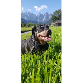 Ferienhaus mit Hund: Max auf Sommerfrische - apartments gosaukamm.com