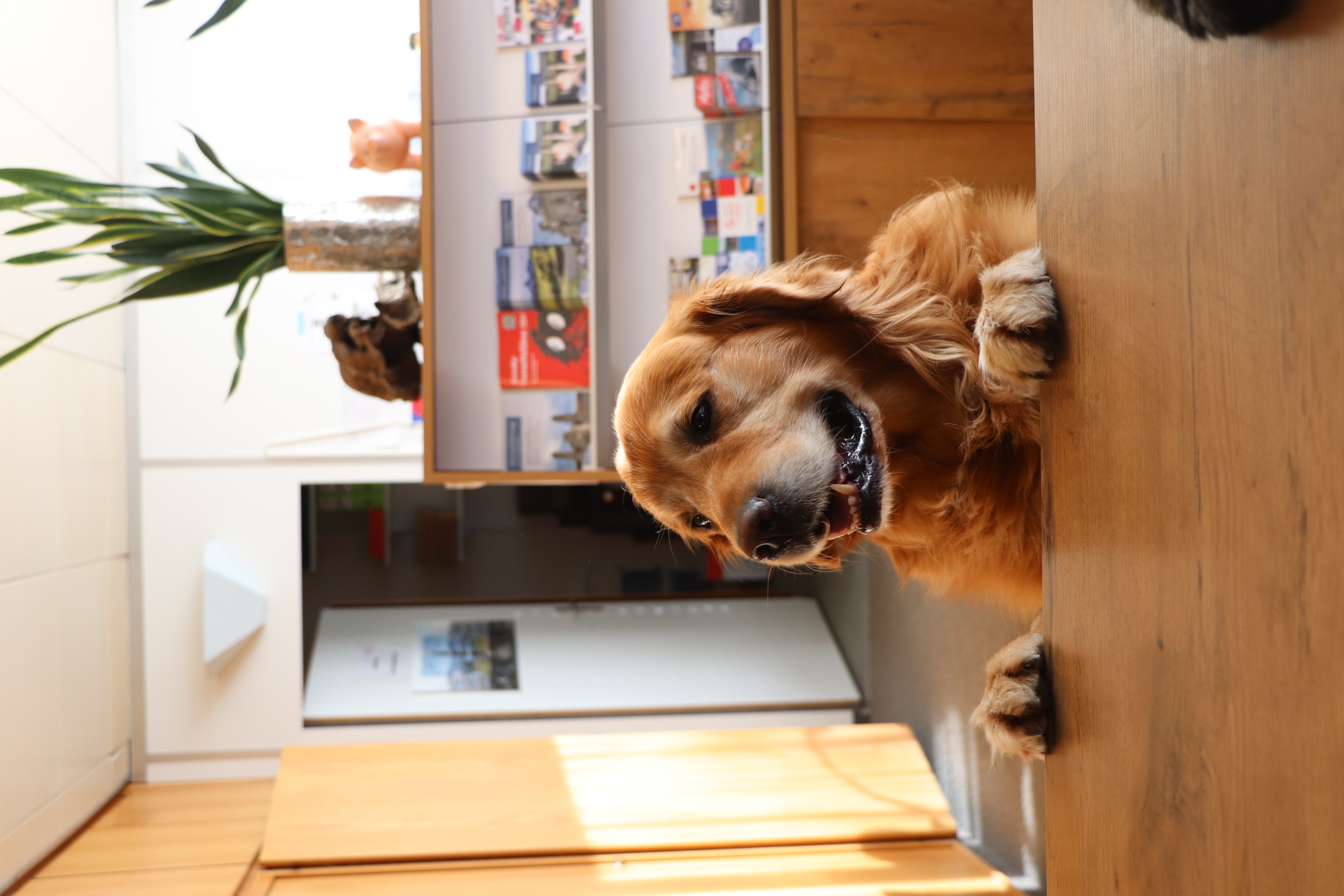 Hundehotel - Trink-/Fressnapf: im Zimmer - Schwyz - Herzlich Willkommen! - Hotel Allegro Einsiedeln