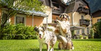 Hundehotel - Hundewiese: eingezäunt - Salzburg - 4000m² Hundewiese da ist für jeden Platz - GRUBERS Hotel Apartments Gastein