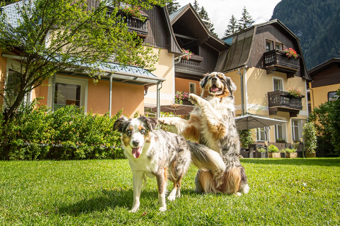 Urlaub-mit-Hund: 4000m² Hundewiese da ist für jeden Platz - GRUBERS Hotel Apartments Gastein