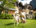 Urlaub-mit-Hund: 4000m² Hundewiese da ist für jeden Platz - GRUBERS Hotel Apartments Gastein