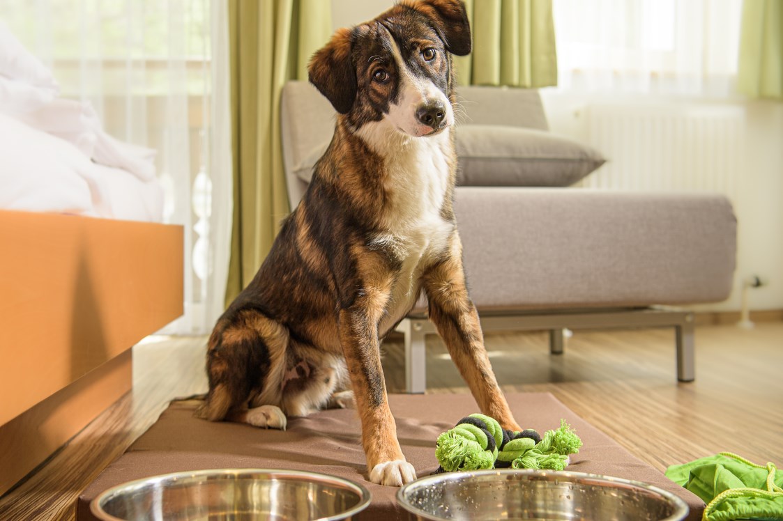 Urlaub-mit-Hund: Hundebegrüßungspaket - GRUBERS Hotel Apartments Gastein