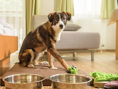 Hundehotel - Sankt Martin am Tennengebirge - Hier schaut mal, Begrüßungspaket mit Spielzeug :-) - GRUBERS Hotel Apartments Gastein