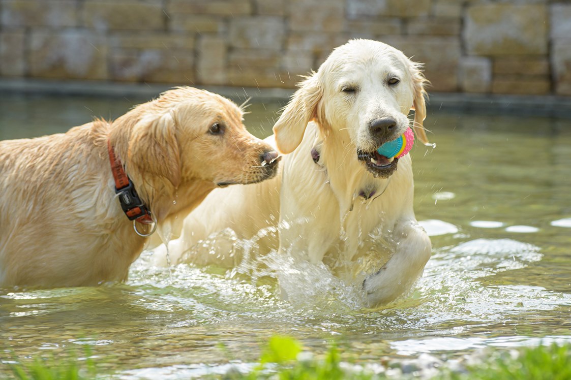 Urlaub-mit-Hund: Ist dein Hund auch eine Wasserratte? - GRUBERS Hotel Apartments Gastein