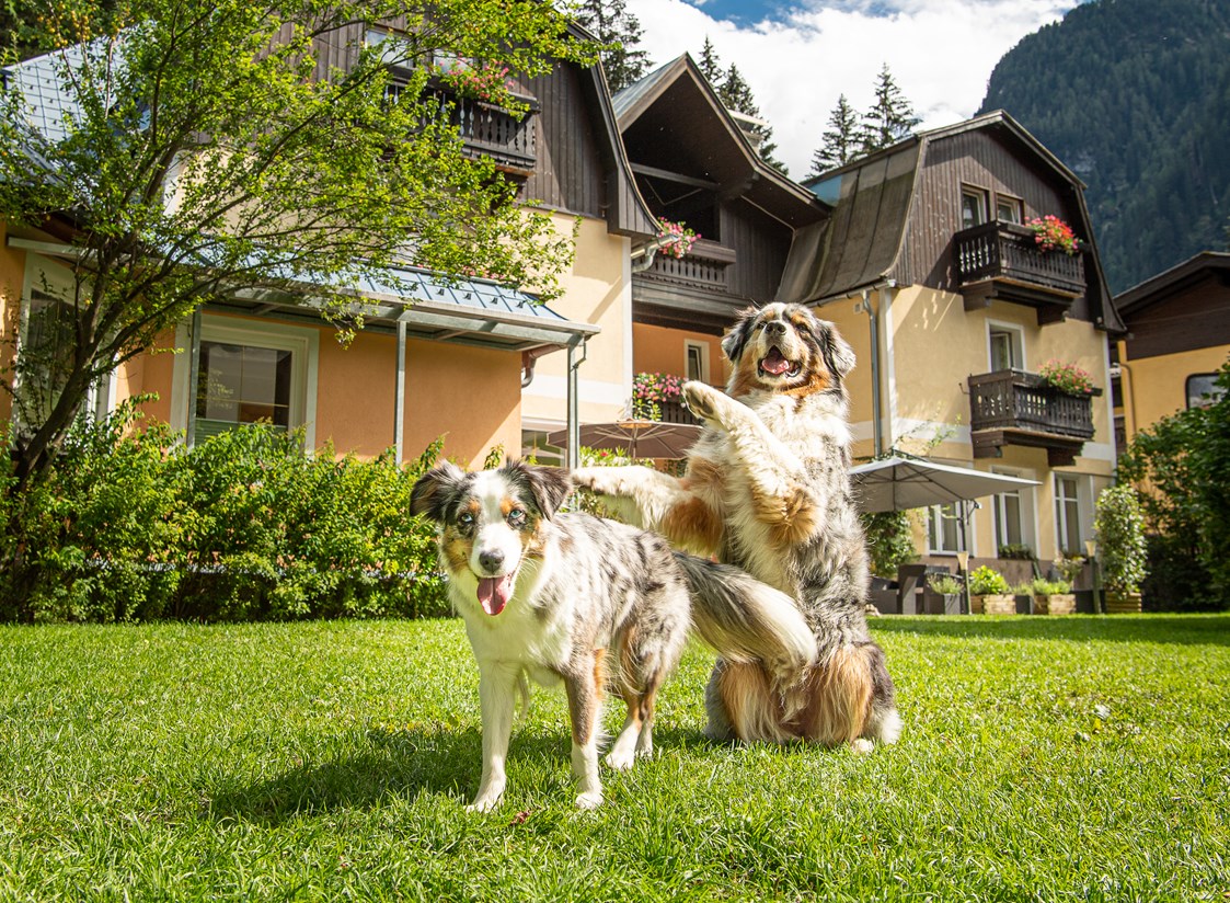 Urlaub-mit-Hund: 4000m² Hundewiese - Residenz Gruber *** Hotel & Ferienwohnungen