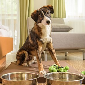 Urlaub-mit-Hund: Hundebegrüßungspaket - Residenz Gruber *** Hotel & Ferienwohnungen
