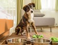 Urlaub-mit-Hund: Hundebegrüßungspaket - Residenz Gruber *** Hotel & Ferienwohnungen