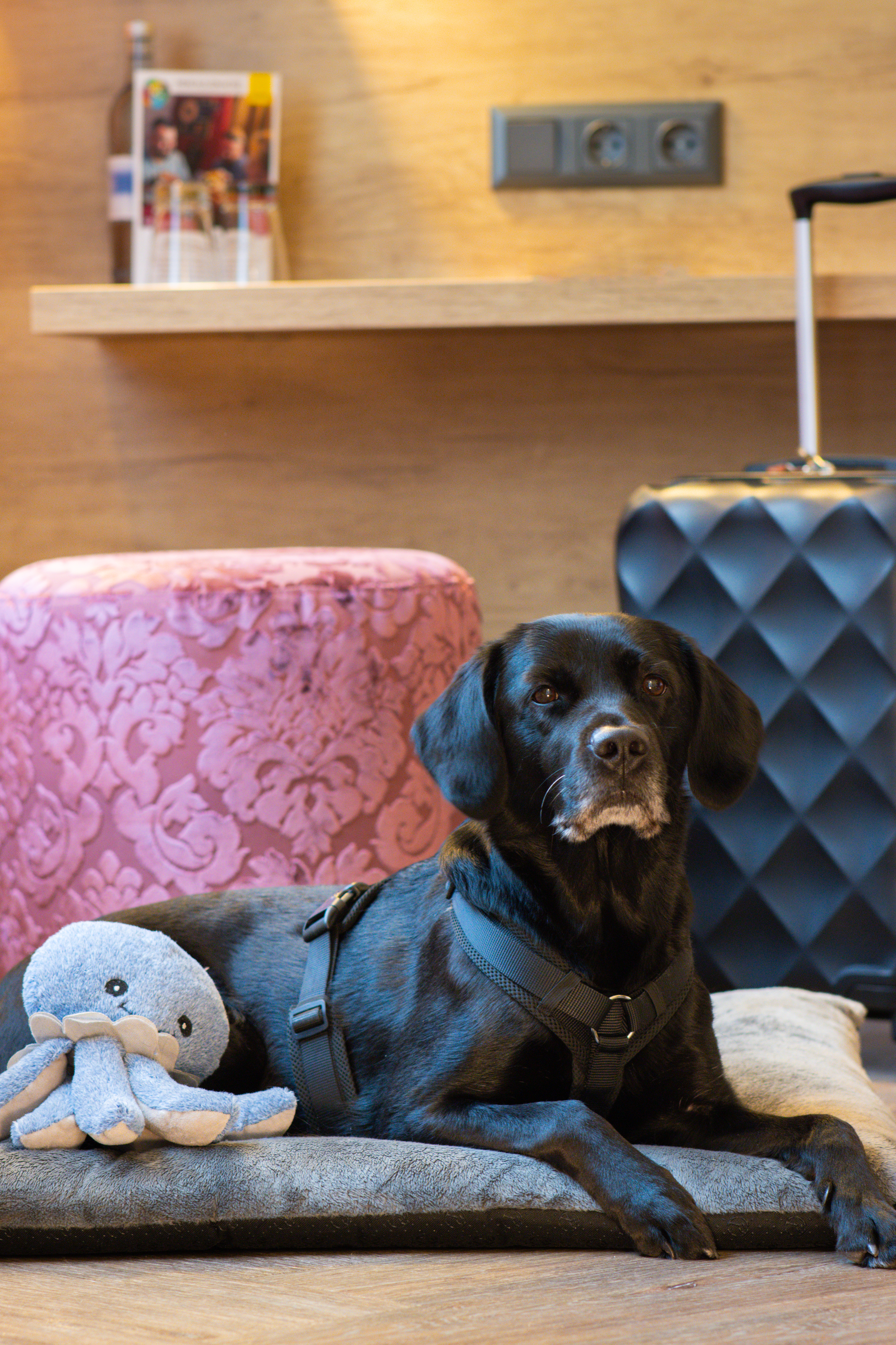 Urlaub-mit-Hund: TRIHOTEL Rostock