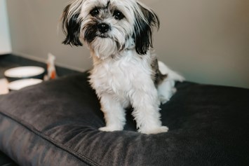 Urlaub-mit-Hund: Hund im Zimmer mit Treatment - Parkhotel Gütersloh