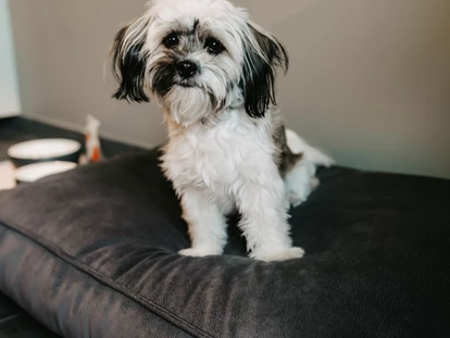 Hundehotel - Doggies: 3 Doggies - Hund im Zimmer mit Treatment - Parkhotel Gütersloh