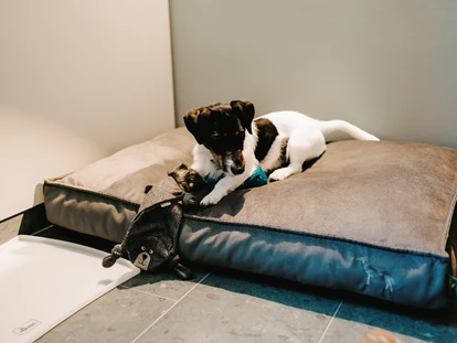 Hundehotel - Doggies: 3 Doggies - Spielender Hund im Zimmer - Parkhotel Gütersloh