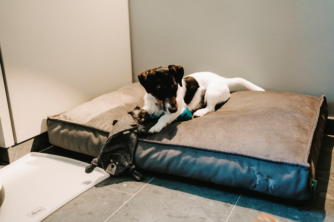 Urlaub-mit-Hund: Spielender Hund im Zimmer - Parkhotel Gütersloh