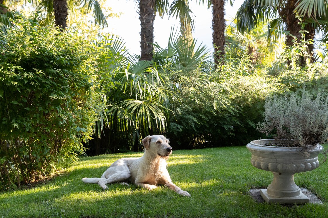 Urlaub-mit-Hund: Pepita  - Villa Hochland