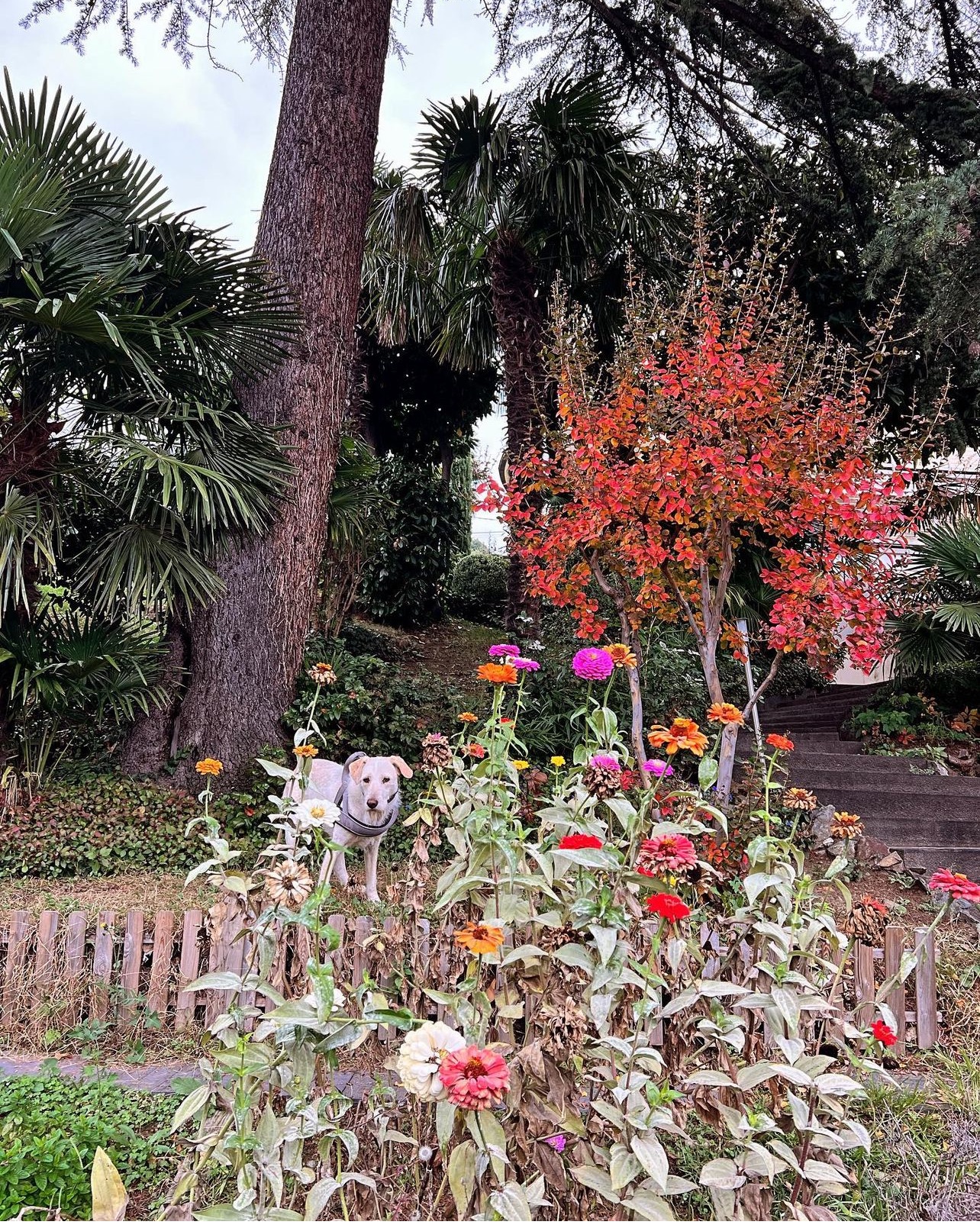 Urlaub-mit-Hund: Pepita Herbst Garten - Villa Hochland
