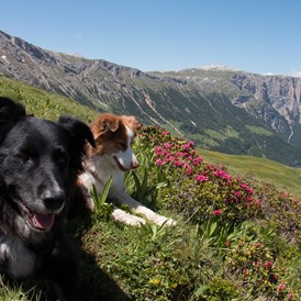 Urlaub-mit-Hund: Sommerurlaub mit Hund - Schwarzer Adler 
