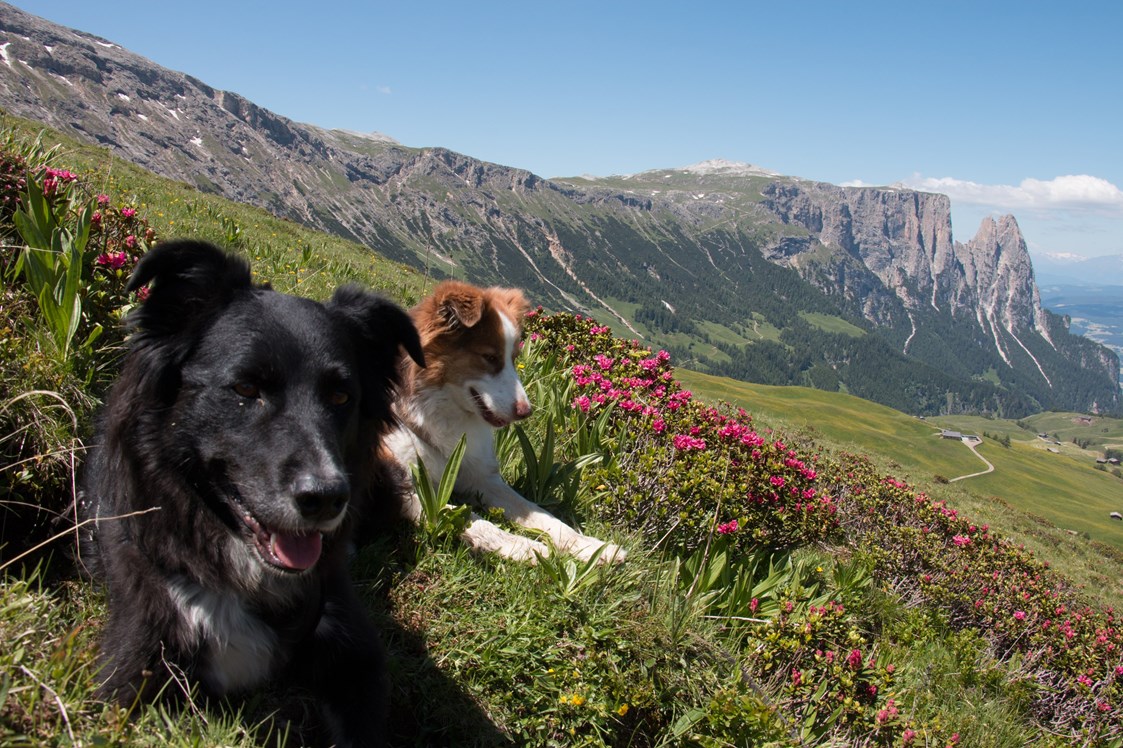 Urlaub-mit-Hund: Sommerurlaub mit Hund - Schwarzer Adler 