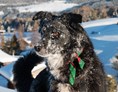 Urlaub-mit-Hund: Winterurlaub mit Hund - Schwarzer Adler 
