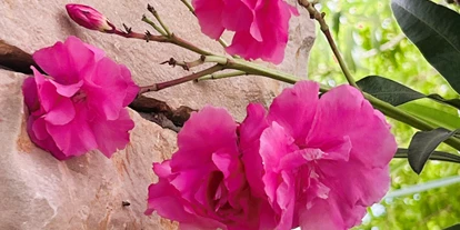 Hundehotel - Sitzplatz im Garten - Zadar - Šibenik - Komplett eingezäunter mediterraner Garten - Villa Dobri Dupin