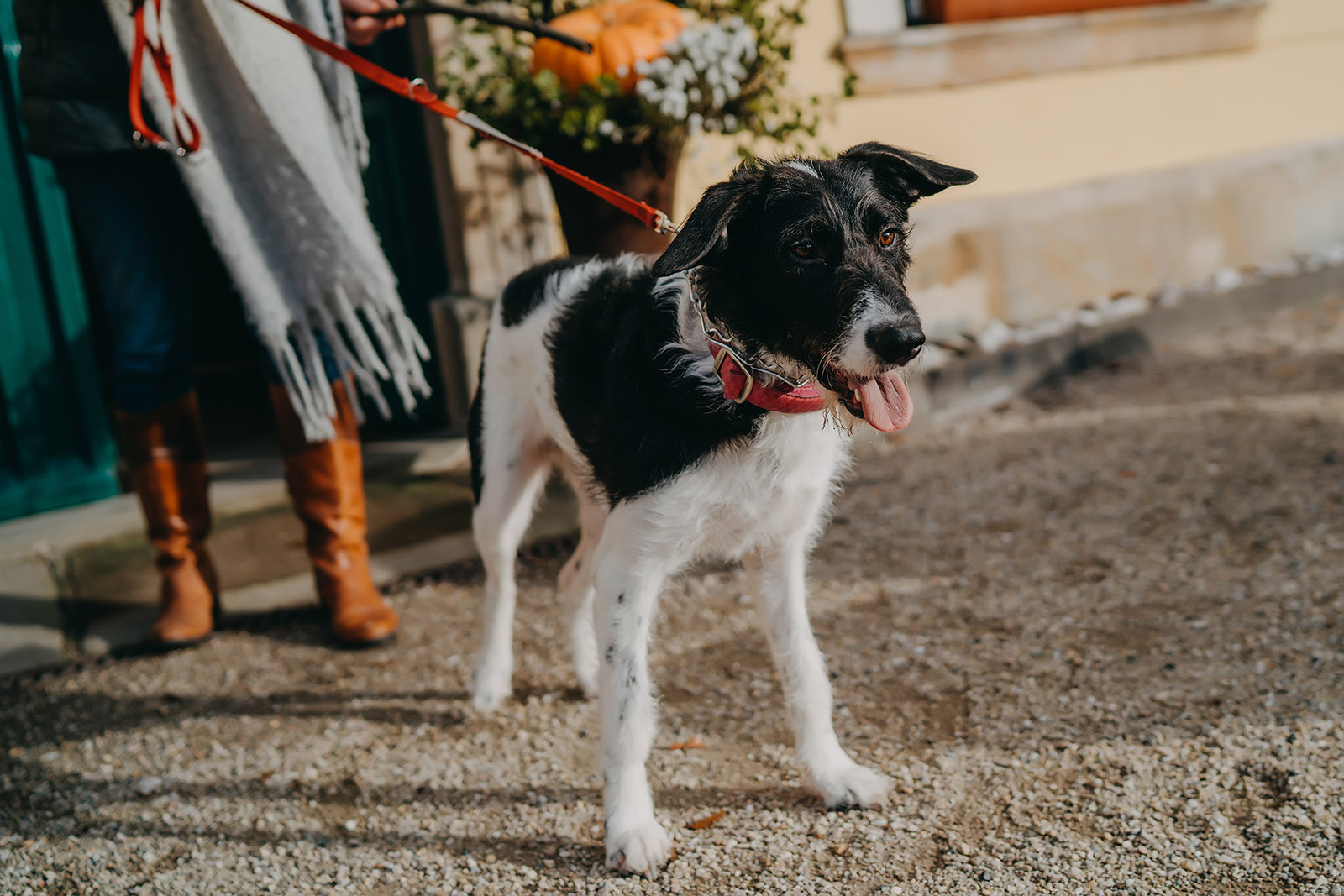 Ferienhaus mit Hund: Vor dem Hotel - Schloss Lomnitz / Pałac Łomnica