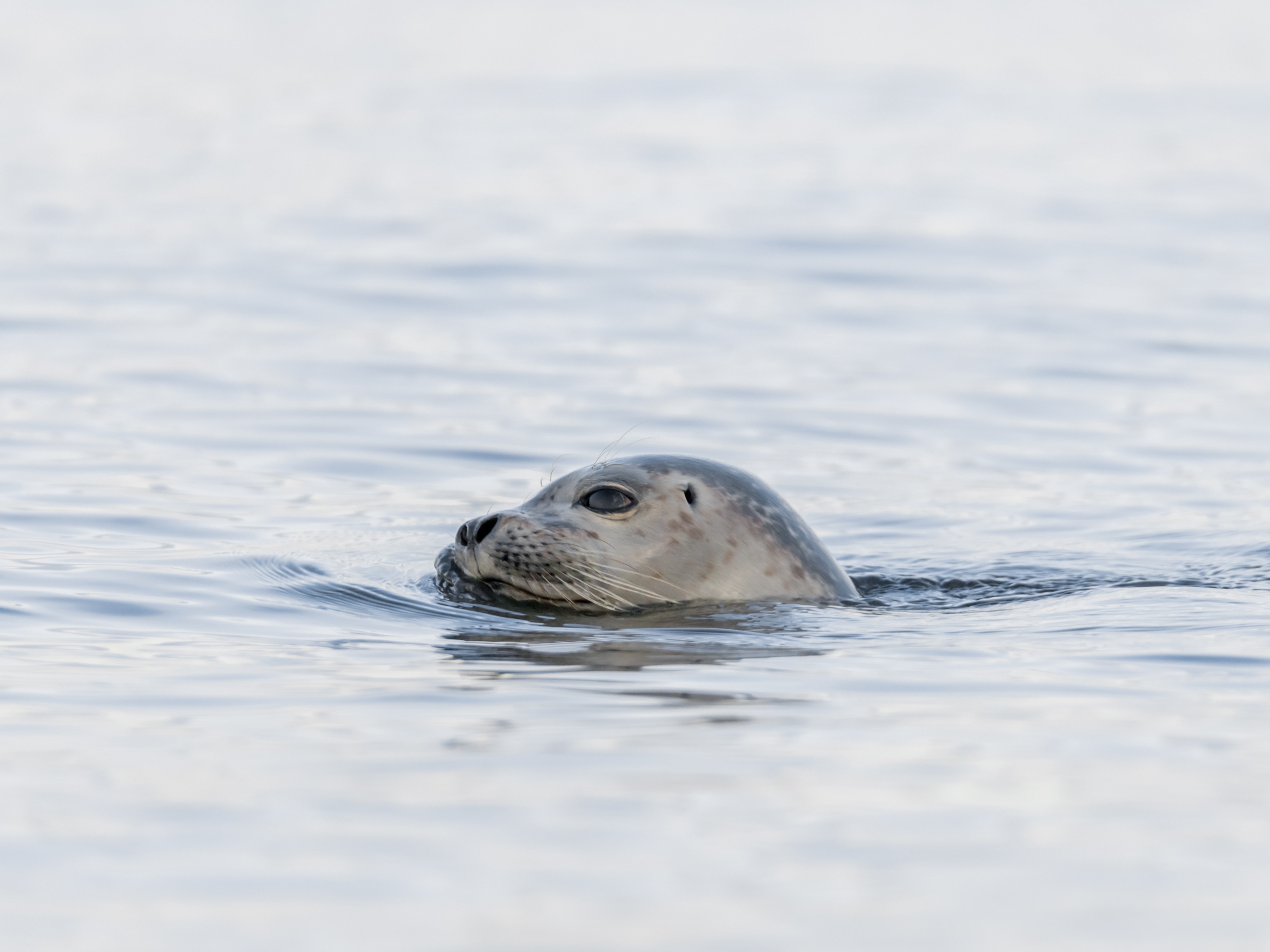Urlaub-mit-Hund: Tierische Besucher - BE BIO be natural