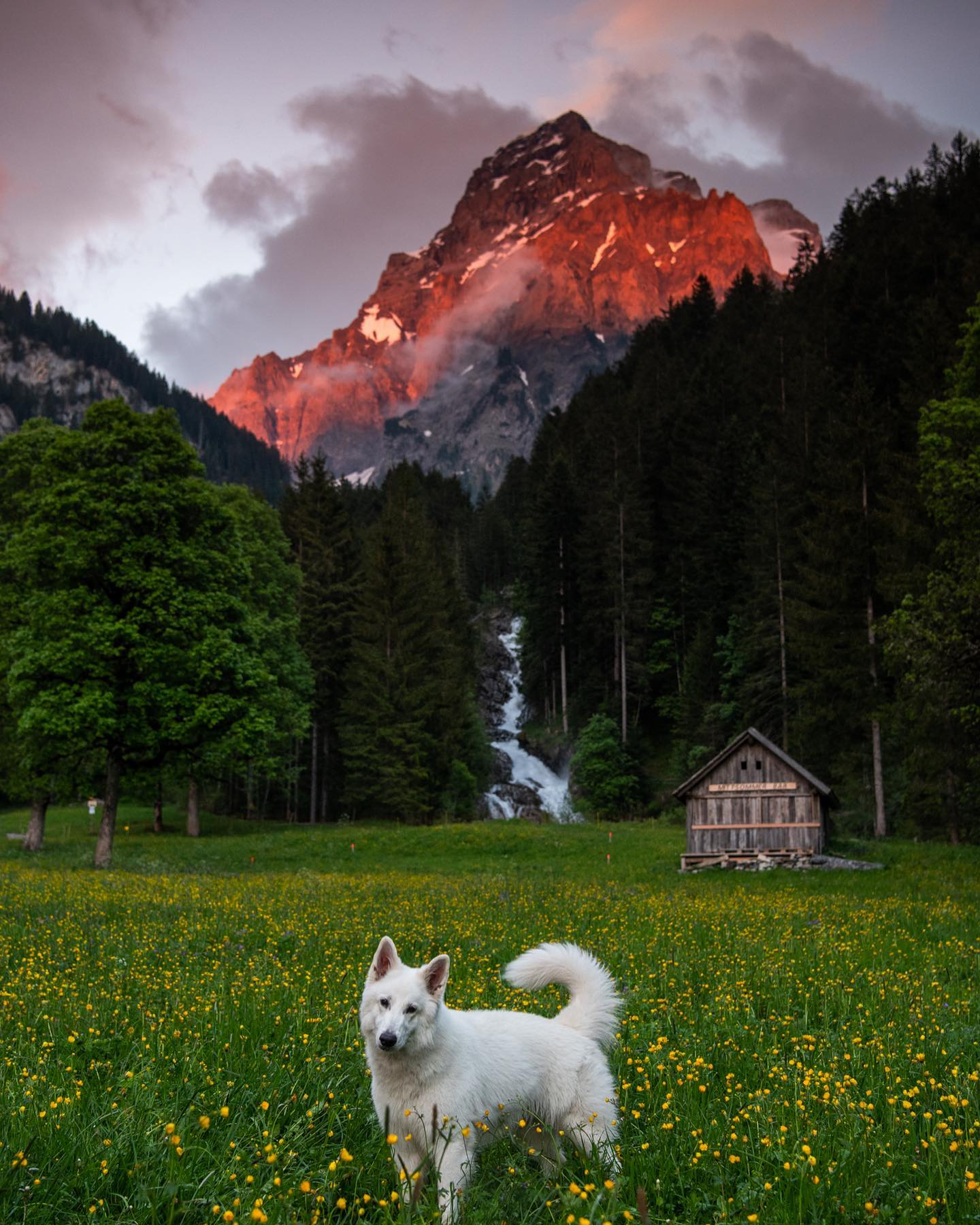 Urlaub-mit-Hund: Digital Detox Hotel & Restaurant Simmenfälle 
