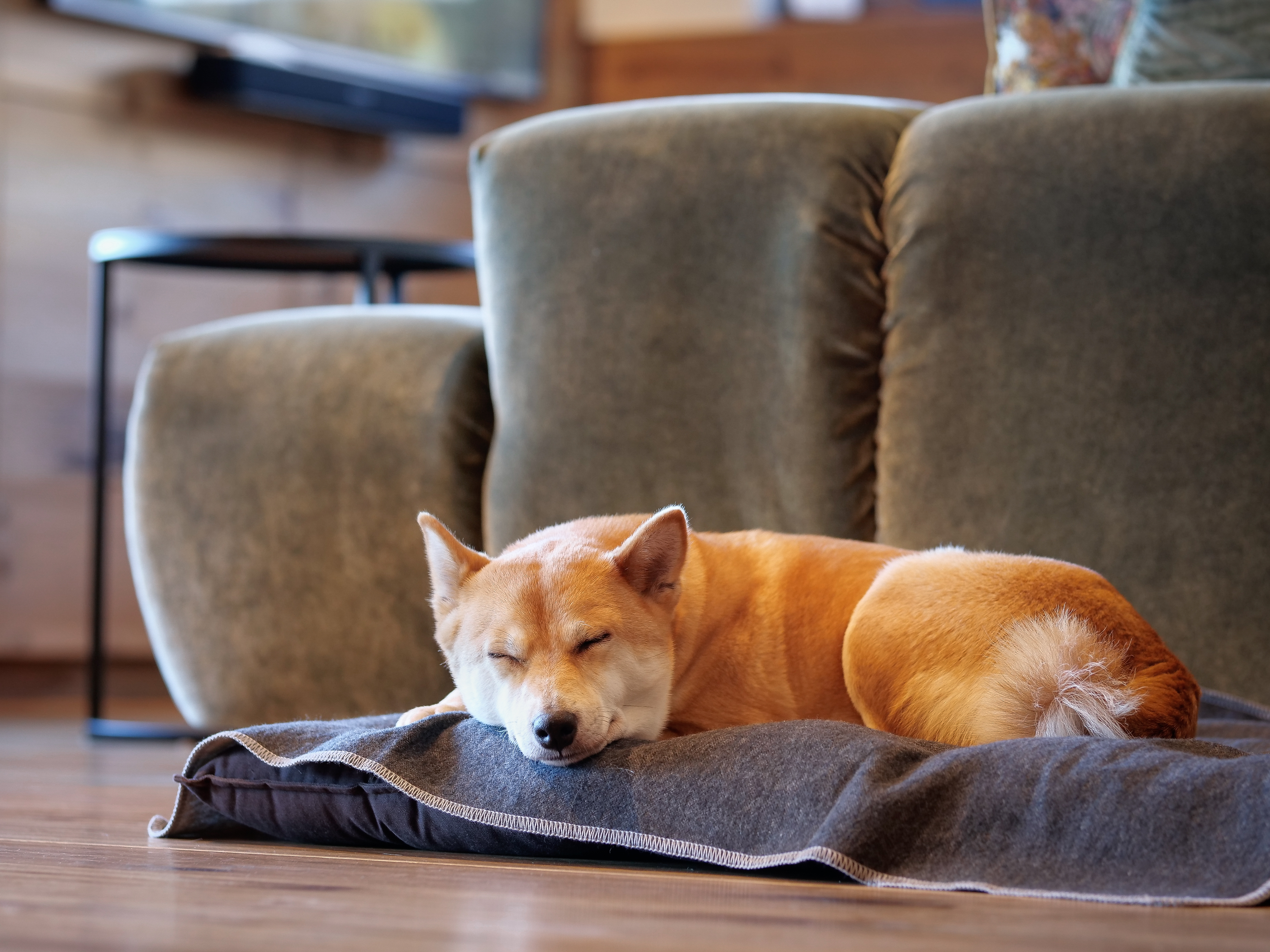 Hundehotel - Fresing - Brandlalm Chalets