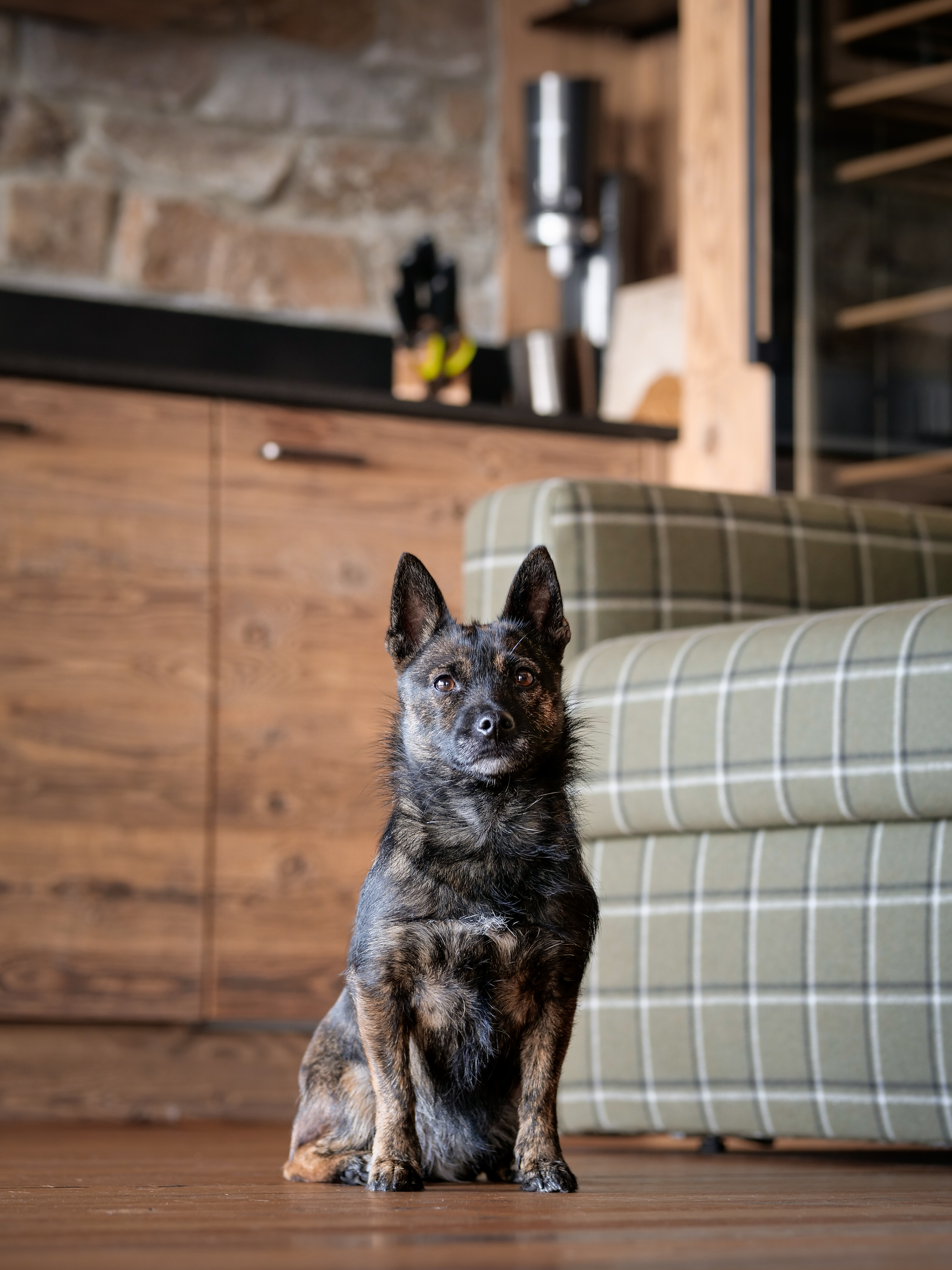 Hundehotel - Fresing - Brandlalm Chalets