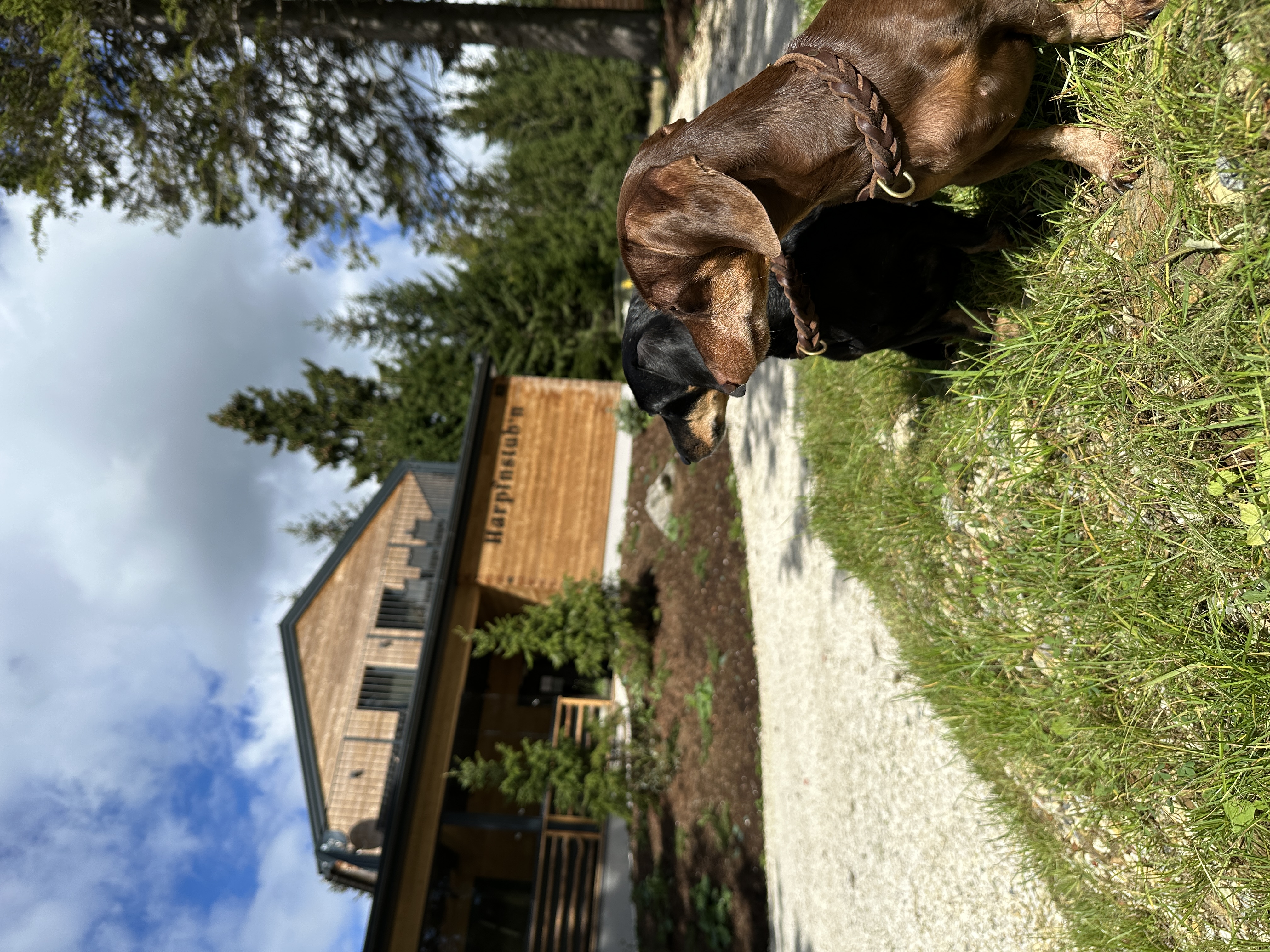Ferienhaus mit Hund: Brandlalm Chalets