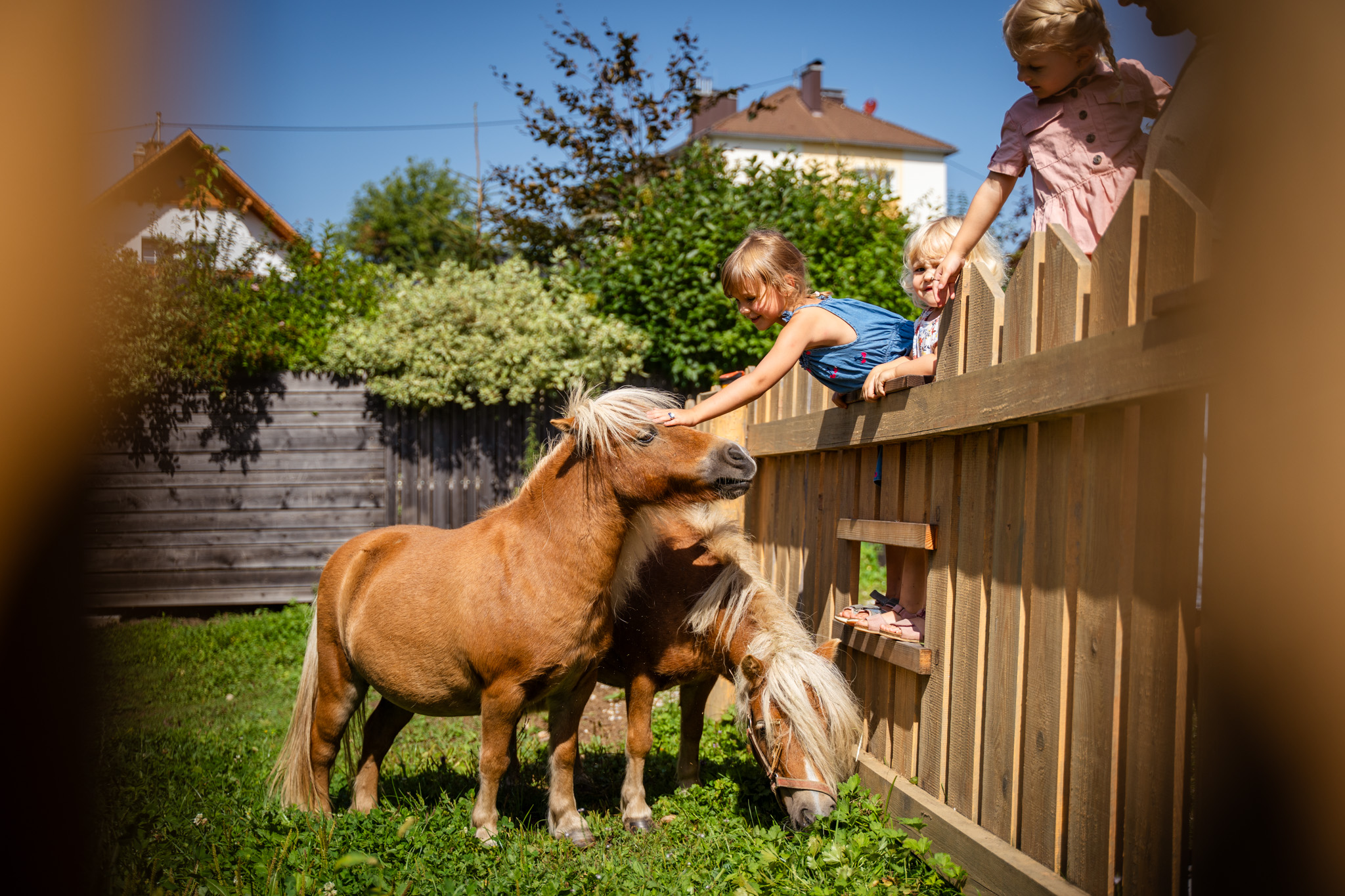 Urlaub-mit-Hund: Streichelzoo direkt beim Hotel - Dilly - Das Nationalpark Resort