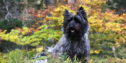Hundehotel - Verpflegung: Frühstück - Vella - Hotel Erzhorn