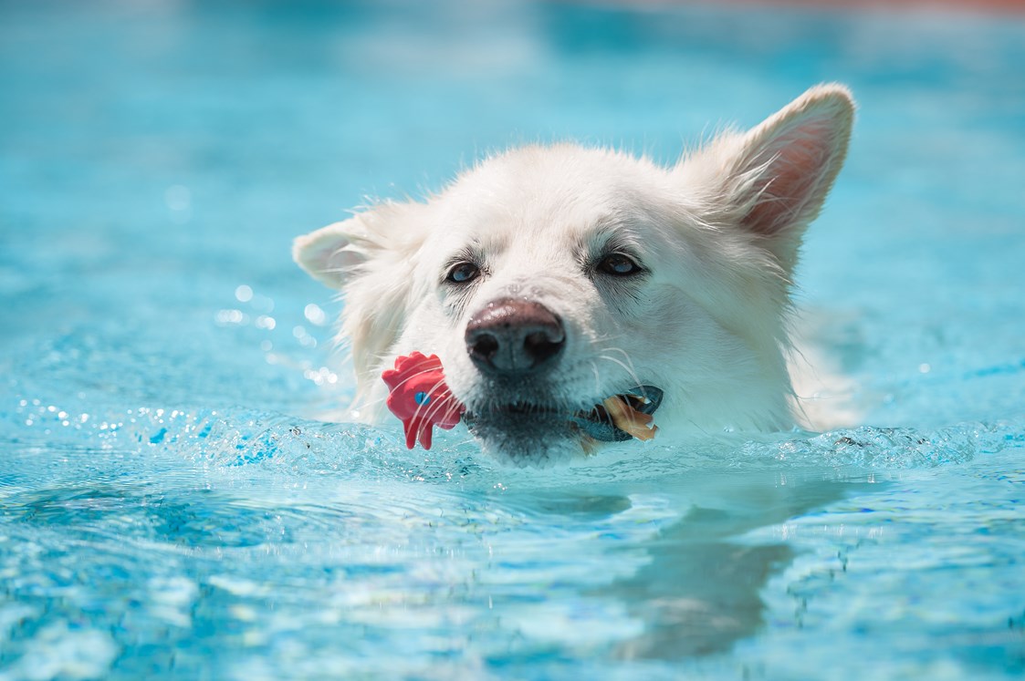 Urlaub-mit-Hund: Hundepool - Seehotel Moldan