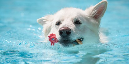 Hundehotel - Pools: Außenpool beheizt - Hundepool - Seehotel Moldan