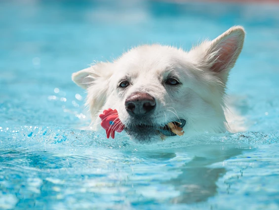Urlaub-mit-Hund: Hundepool - Seehotel Moldan