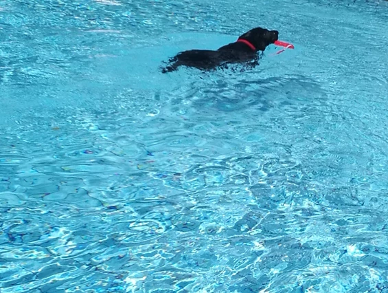 Urlaub-mit-Hund: Seehotel Moldan
