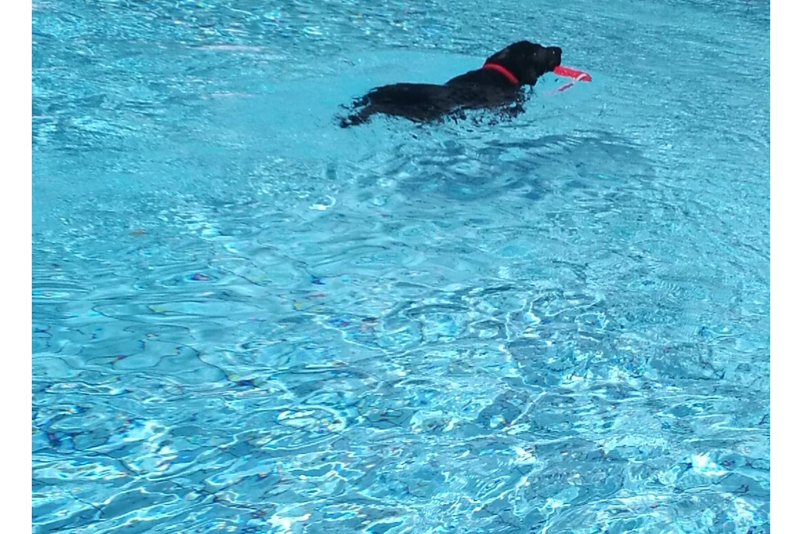 Urlaub-mit-Hund: Seehotel Moldan