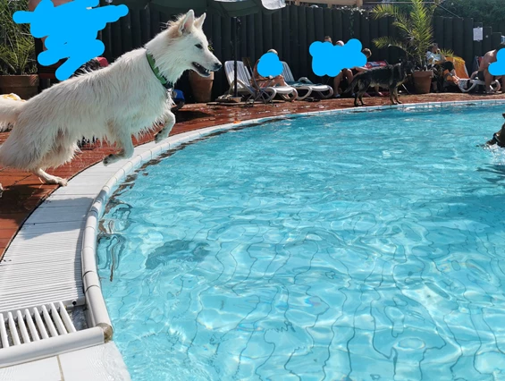 Urlaub-mit-Hund: Springen vom Beckenrand für Hunde erlaubt - Seehotel Moldan