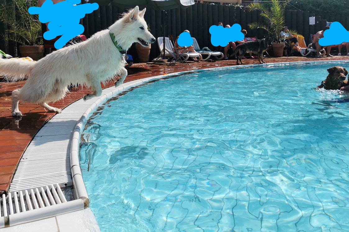 Urlaub-mit-Hund: Springen vom Beckenrand für Hunde erlaubt - Seehotel Moldan