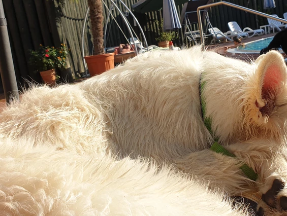 Urlaub-mit-Hund: Standesgemäß ausruhen - Seehotel Moldan