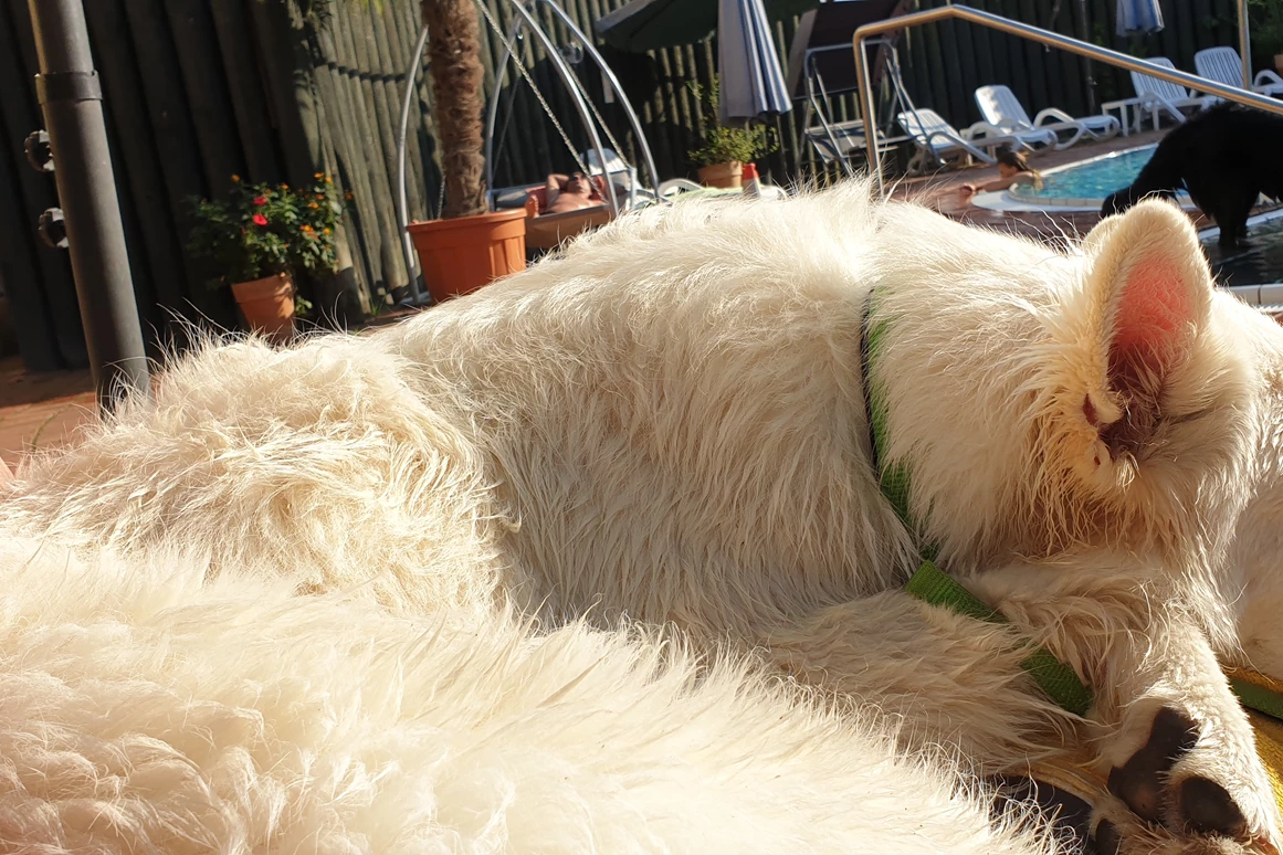 Urlaub-mit-Hund: Standesgemäß ausruhen - Seehotel Moldan